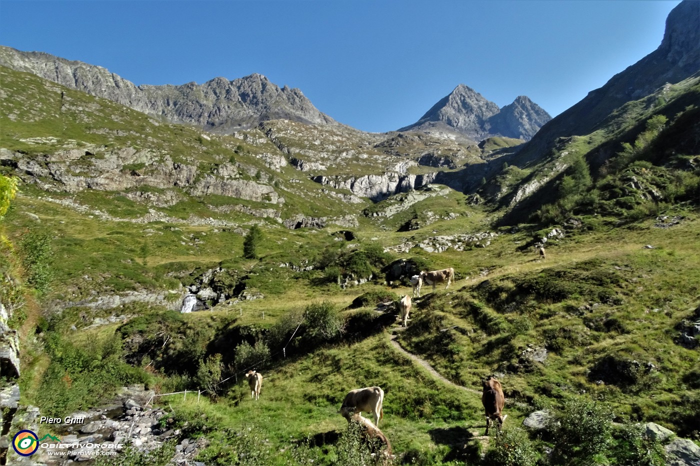 22 Mandria di mucche sul sentiero....JPG